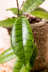 Hoya ranauensis